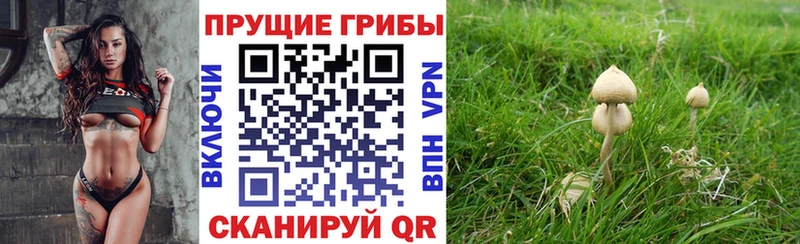 Галлюциногенные грибы Magic Shrooms  где купить наркоту  ОМГ ОМГ зеркало  Дорогобуж 